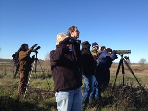 bird watching